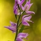 Céphalanthère Rouge (cephalanthera rubra)