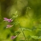 Calament à grandes fleurs (clinopodium grandiflorum)