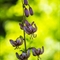 Lis Martagon (lilium martagon)