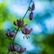 Lis Martagon (lilium martagon)