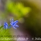 Scille à deux feuilles ( Scilla bifolia )