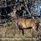 Cerf (male - Faune du Vercors - C13)