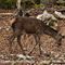 Jeune biche en sous bois (C32)