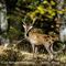 Cerf en sous bois ( Ongulés du Vercors -C39)