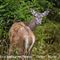 jeune biche devant l'affût....(le 1er "Bambi de Raphael,4ans et l'émotion qui va avec...)