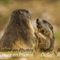 Marmotte et son Marmotton... (MV10)