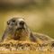 Marmotte (Parc Naturel du Vercors - MV15)