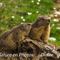 Marmottes du Vercors (MV82)