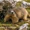 Marmotte adulte(MV77)