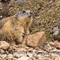 Marmotte (MV131)