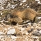 Marmotte (MV134)