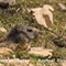 Marmotte (MV142)