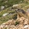 Marmotte (MV152)