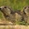 Marmottes (MV111)