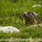 Marmotte (MV172)