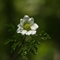 Pulsatille des Alpes ( Anemone Alpina subsp. Alpina - AFB2 )
