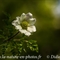 Pulsatille des Alpes ( Anemone Alpina subsp. Alpina - AFB1 )