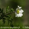 Pulsatille des Alpes ( Anemone Alpina subsp. Alpina - AFB9 )