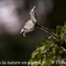 Pulsatille des Alpes ( Anemone Alpina subsp. Alpina - AFB8)