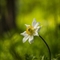 Pulsatille des Alpes ( Anemone Alpina subsp. Alpina - AFB7)