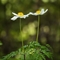 Pulsatille des Alpes ( Anemone Alpina subsp. Alpina - AFB6 )