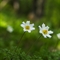 Pulsatille des Alpes ( Anemone Alpina subsp. Alpina - AFB4 )