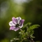 Pulsatille des Alpes ( Anemone Alpina subsp. Alpina - AFB3 )