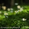 Pulsatille des Alpes ( Anemone Alpina subsp. Alpina - AFB5 )