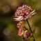 Grande Astrance (Astrantia major - AFB6)