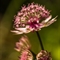 Grande Astrance (Astrantia major - AFB5)