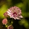 Grande Astrance (Astrantia major - AFB9)