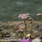 Achillée millefeuille ( Achillea millefolium - AFB5 )