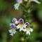 Euphraise officinale ( Euphrasia officinalis - AFB6)