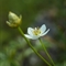 Parnassie des Marais ( Parnassia palustris - AFB2)