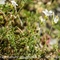 Minuartie à feuilles capillaires (Minuartia capillacea - AFB2)