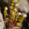 Euphraise de Salzbourg ( Euphrasia salisburgensis - AFB1)