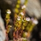 Euphraise de Salzbourg ( Euphrasia salisburgensis - AFB1)