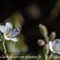 Minuartie à feuilles capillaires (Minuartia capillacea - AFB3)
