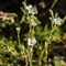 Minuartie à feuilles capillaires (Minuartia capillacea - AFB5)