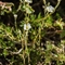 Minuartie à feuilles capillaires (Minuartia capillacea - AFB1)