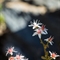 Orpin Blanc (Sedum album -AFB3 )