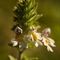 Euphraise officinale ( Euphrasia officinalis - AFB2)