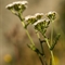 Achillée millefeuille ( Achillea millefolium - AFB4 )