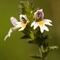 Euphraise officinale ( Euphrasia officinalis - AFB4)