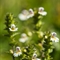 Euphraise officinale ( Euphrasia officinalis - AFB5)