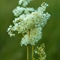 Reine des Prés ( Filipendula ulmaria - AFB3)