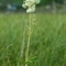 Reine des Prés ( Filipendula ulmaria - AFB1)