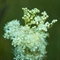 Reine des Prés ( Filipendula ulmaria - AFB4)