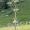 Angélique des Bois ( Angelica sylvestris- AFB1)