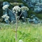 Angélique des Bois ( Angelica sylvestris- AFB3)